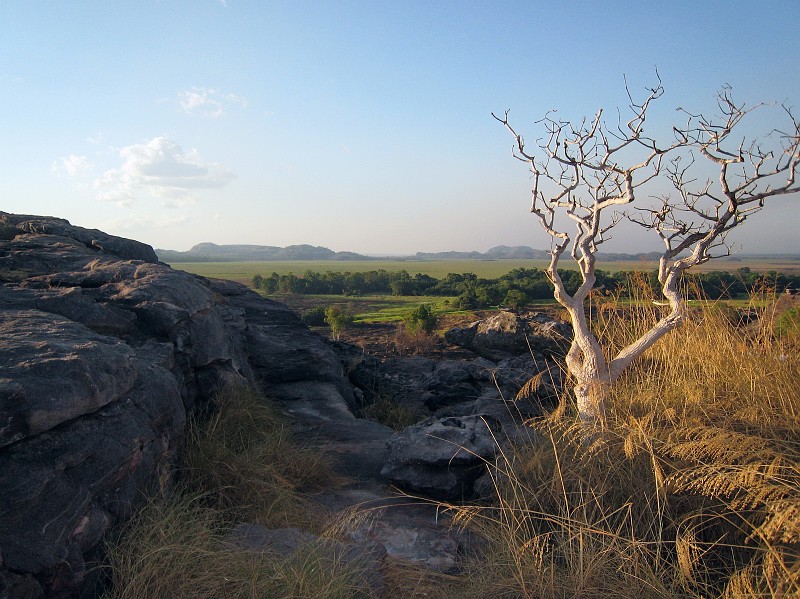 2009-11-06 22-01-29.jpg - ein einsamer Baum am Ubirr Rock